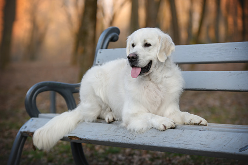 Golden retriever dog lies on a bench in the autumn park