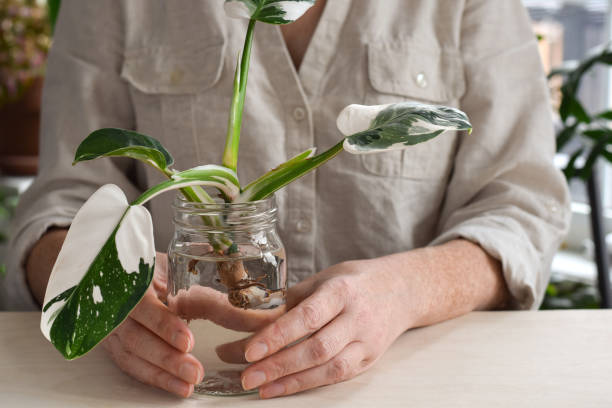 istock Woman holding a jar with philodendron white wizard plant cutting being propagated 2003277943