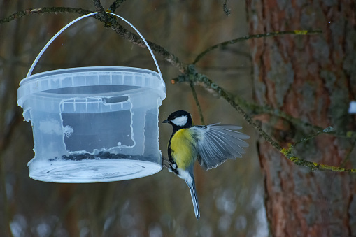 The bird flies up to the feeder with sunflower seeds
