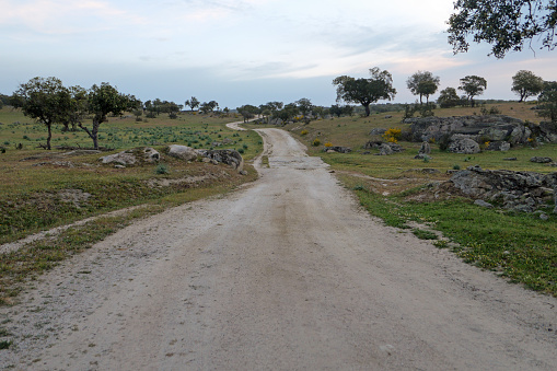 Typical route and landscape on the Camino Via de la Plata in Extremadura, here on the stage from Aljucén to Alcuecar. Crested lavender and broom along the way