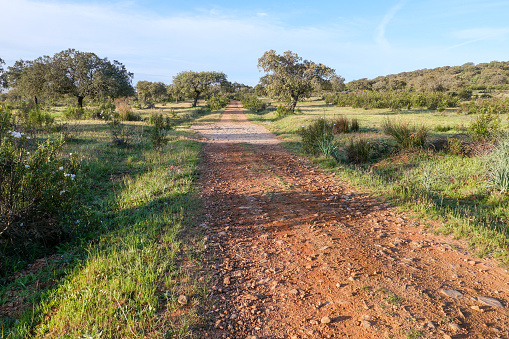 Typical route and landscape on the Camino Via de la Plata in Extremadura, here on the stage from Aljucén to Alcuecar. Crested lavender and broom along the way