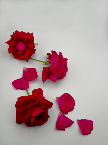 Rose petals on white background.