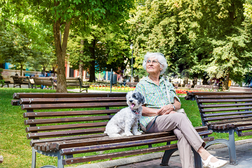 Happy senior woman sitting on a bench with her havanese  pet dog in the summer