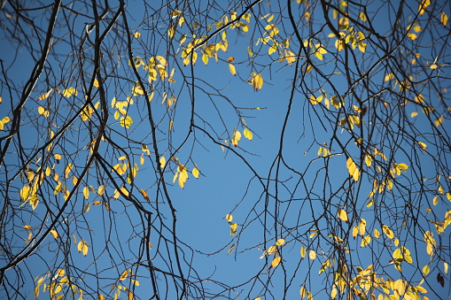 Beautiful yellow leaves cling to the branches of a tree between branches and a blue sky