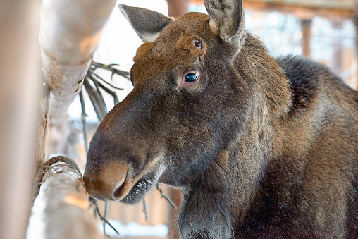 A young moose reaches up to grab a willow bush. Moose often feed on these bushes. On this bright day in Spring the moose seems to be enjoying to plant life around it.