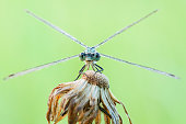 blue dragonfly is sitting on grass in a meadow. insect dragonfly close up macro