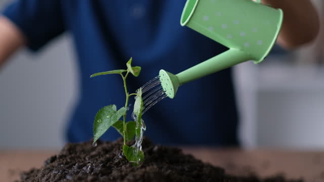watering young plant