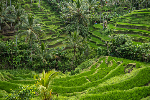 View of rice fields and mountains in Jatiluwih Bali during cloudy weather