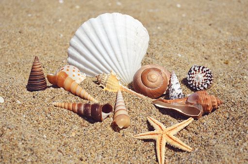 Close up of a seashells on thr sand