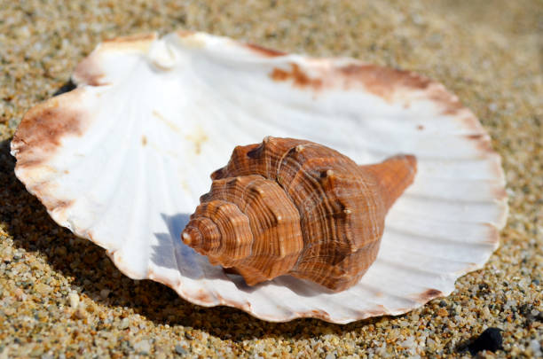 istock Close up of a seashells 2003354331