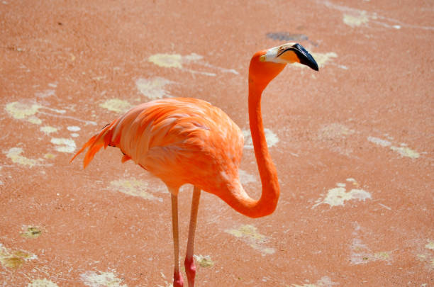 Pink Flamingos in the Water