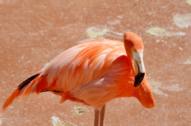 istock Pink Flamingos in the Water 2003354346