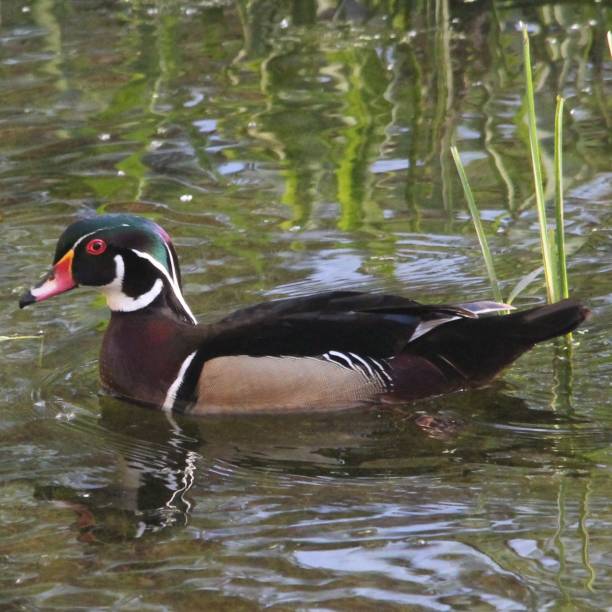 istock Male wood duck 2003367582