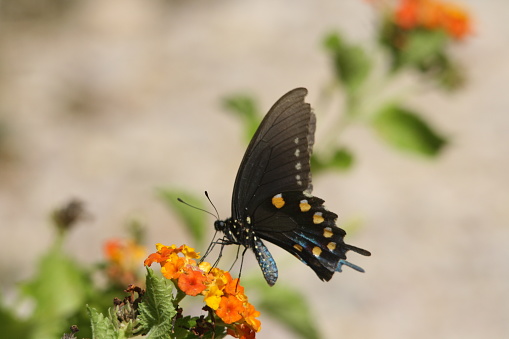 A black, blue, and orange butterfly drinking from orange and yellow flowers