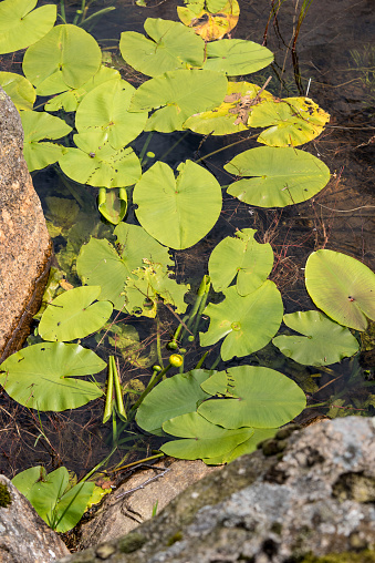 Spatterdock Nuphar advena colony in a pond.