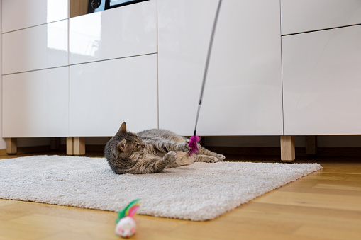 Cat and owner playing with toy on a stick. Cat laying on back and grabbing the colorful toy.