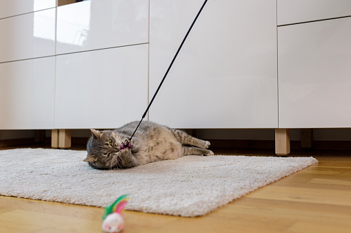 Cat and owner playing with toy on a stick. Cat laying on back and grabbing the colorful toy.