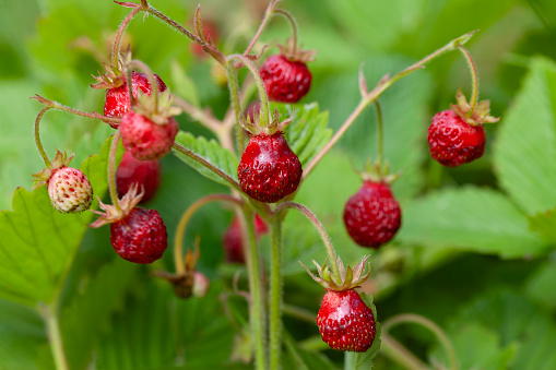 Fragaria moschata -  musk strawberry, long cultivated in Europe for their gourmet berries. The wild plant species produces dark red fruit with a firm, juicy yellow flesh and a musky scent and aroma.