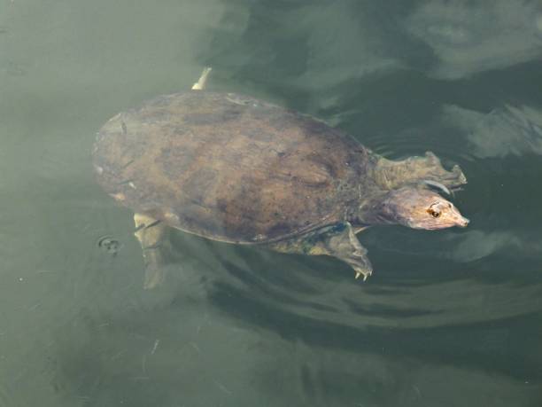 istock Florida Softshell Turtle (Apalone ferox) - swimming in a lake 2003389211