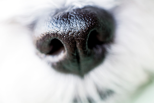 Close up Black Nose of white dog