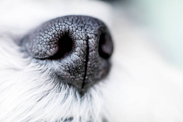 istock Close up Nose of dog 2003398659