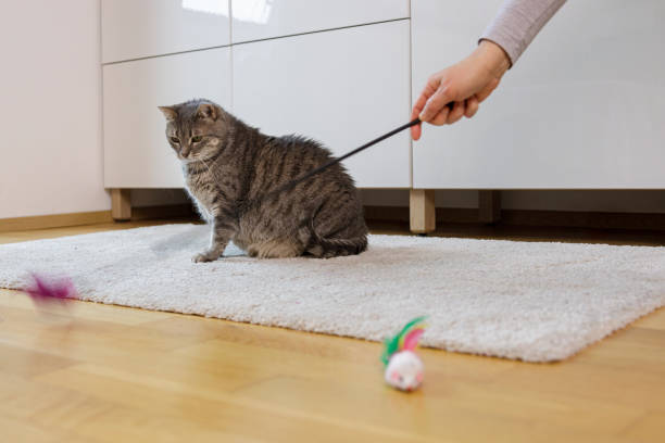 istock Woman  Playing With the Cat Using Cat Toy 2003404488