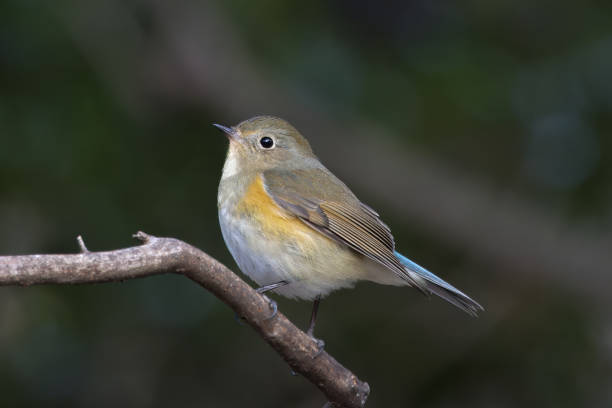 istock Red-flanked bluetail on a branch of tree. 2003408717