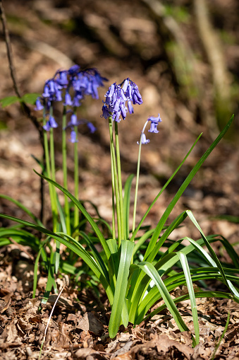 A bluebell in the spring sunshine, with selective focus
