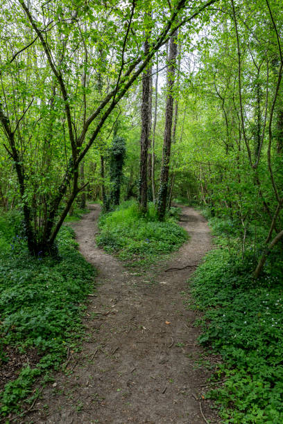 istock A dividing pathway through woodland, on a spring day 2003409783