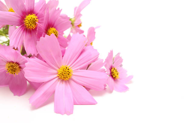 Bouquet of cosmos isolated on a white background.