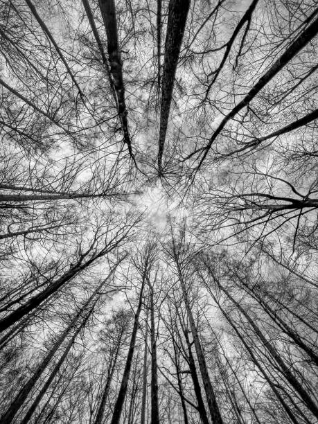 istock Nadir view of a forest in winter 2003410890
