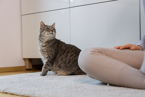 Mid adult woman sitting on a floor in her home and petting her lovely cat.