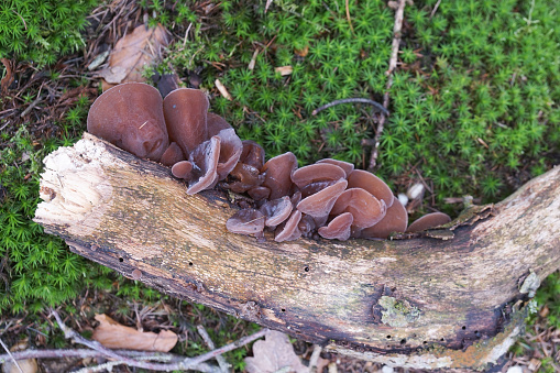 A colony of woodear mushrooms (Auricularia auricula) grow on a dead branch with moss in the background. Seen from below. With copy space.
