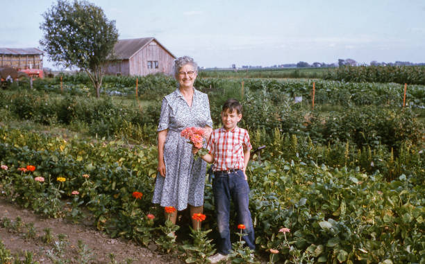 grandmother and grandson picking flowers on farm 1967 Grandmother and grandson picking zinnia flowers in the garden on a rural Iowa farm in 1967. Most of the large garden is given to vegetables which were canned for winter use. archival stock pictures, royalty-free photos & images