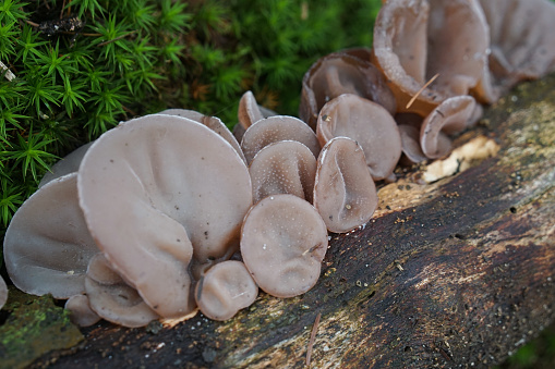 A colony of woodear mushrooms (Auricularia auricula) grow on a dead branch with moss in the background. Diagonal composition.