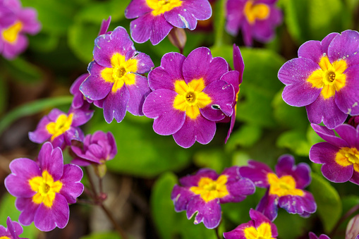 Purple primula flowers