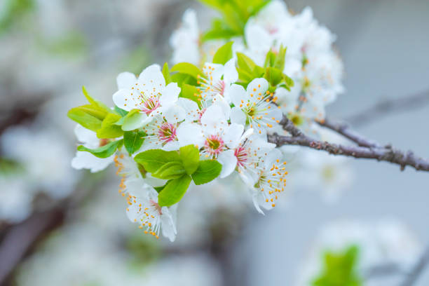 blossom season background. white flowers on the branch in spring. beautiful tree in the garden. beauty in nature concept
