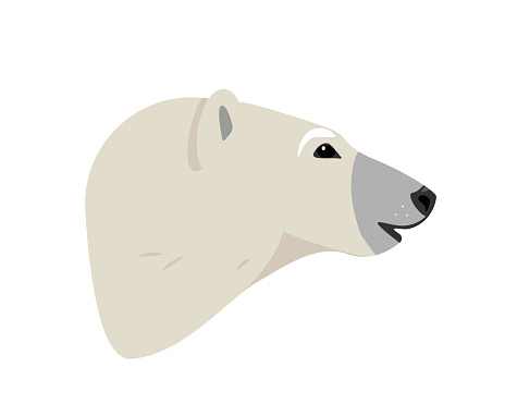White Polar Bear head or face side view. Wild polar Bear animal of the Arctic and the Arctic Circle. Vector illustration isolated on white background.