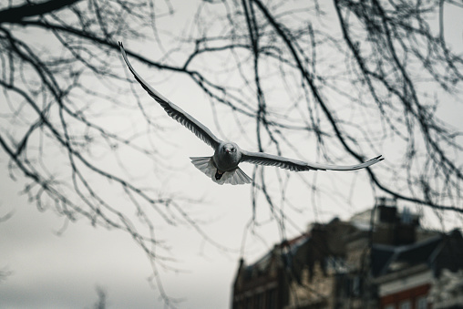 Black-headed gull captured over Amsterdam canals.