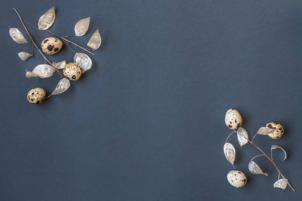 istock Easter frame of quail eggs and feathers and white Honesty plant on dark blue background with copy space 2003454783
