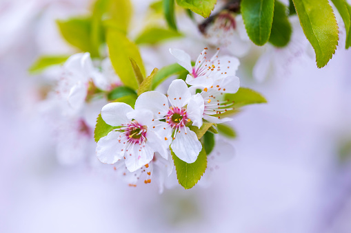 blossom season background. white flowers on the branch in spring. beautiful tree in the garden. beauty in nature concept