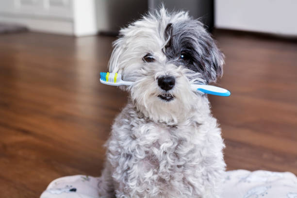 Havanese  dog  holding a toothbrush in his mouth. Dog Dental Health Concept