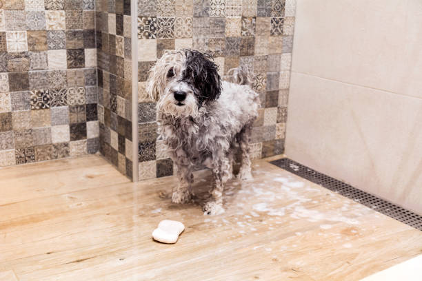 istock Wet Dog with towel in Bathroom 2003456312