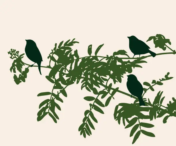 Vector illustration of Vector illustration of silhouettes sparrows birds on rowan branch with green leaves in summer morning