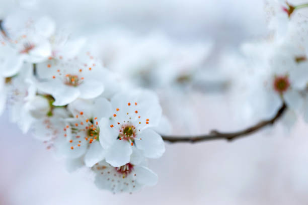 istock Blossom season background stock photo 2003458560