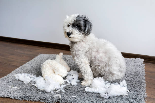 istock Naughty Dog home alone with a  mess 2003460180