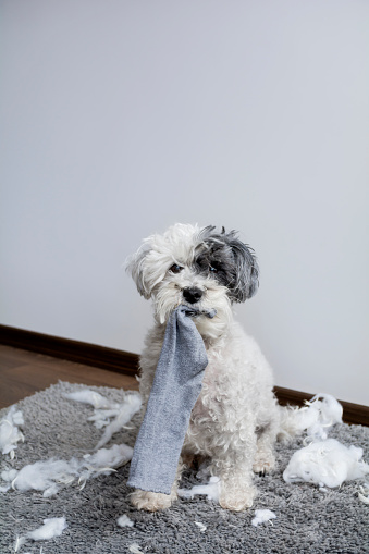 Mischief Havanese Dog home alone after bite a pillow. Separation and Anxiety concept