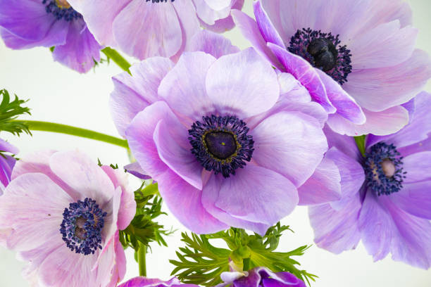 istock Purple anemone flowers. 2003462838