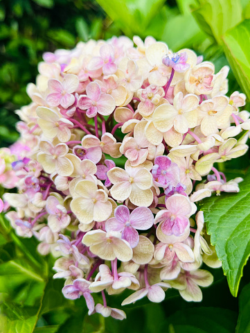 Vertical extreme closeup photo of green leaves and pale green and pink flowers on a Hydrangea shrub growing in an organic garden in Summer. Soft focus background.
