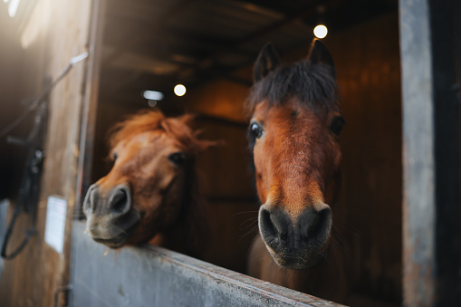 Two horses cuddling together after sunset on a Welsh Mountain